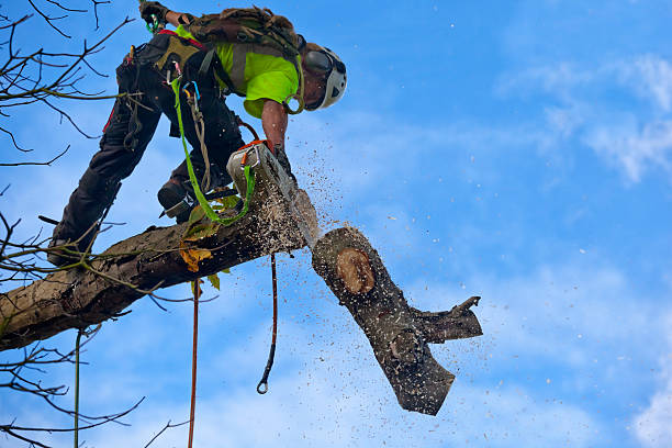 Best Arborist Consultation Services  in Town Creek, AL